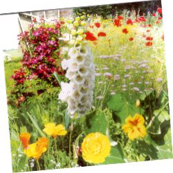 CD Blumen für Dich Rückseite 250 x 250